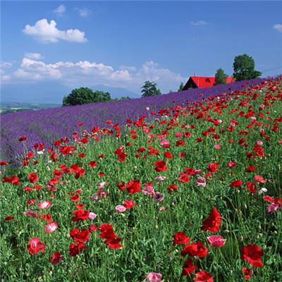 三张牌下载金花免费app下载